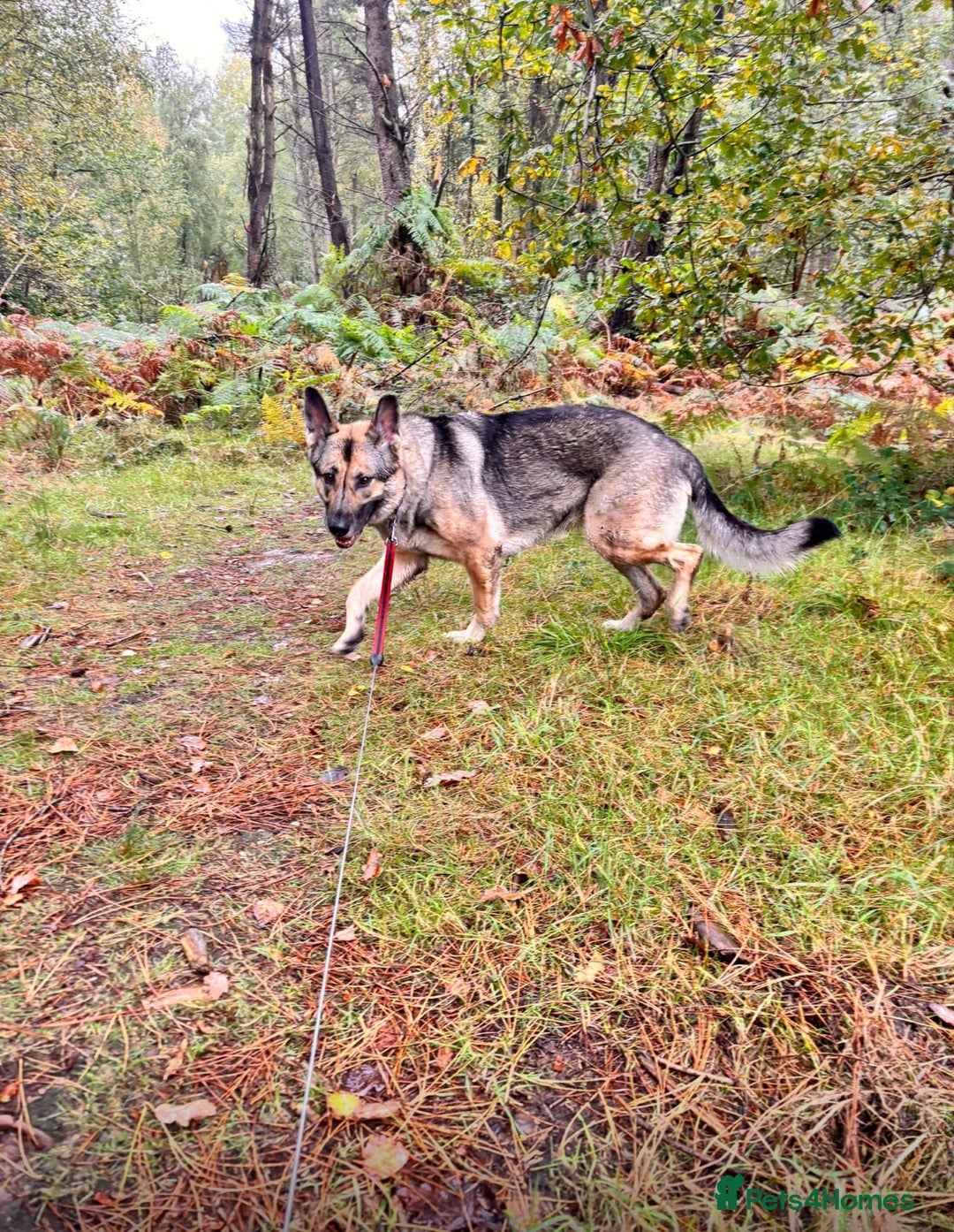 German Shepherd dogs for sale: Rehome a Beautiful German Shepherd - Image 3