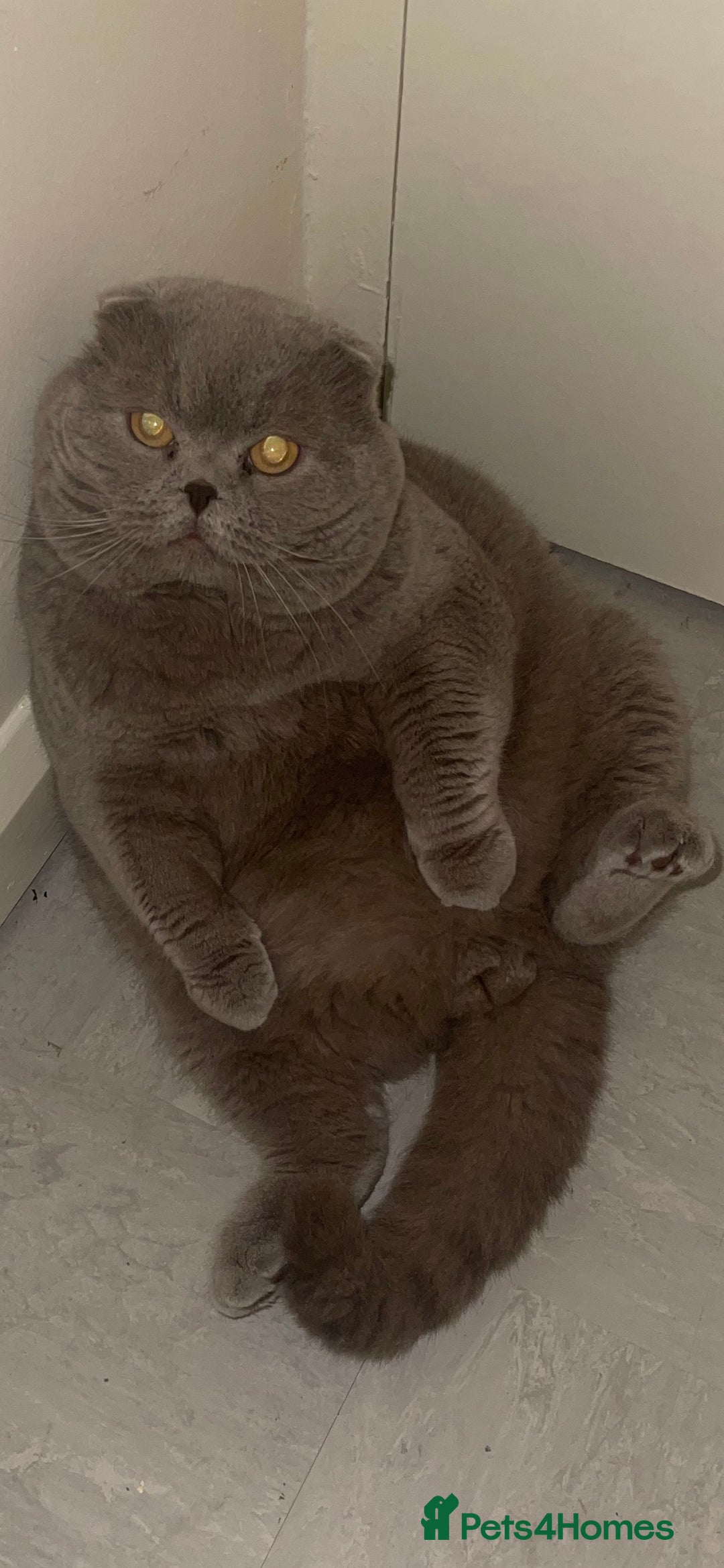 Scottish Fold cats for stud: GRAND CHAMPION TICA in London - Advert 7