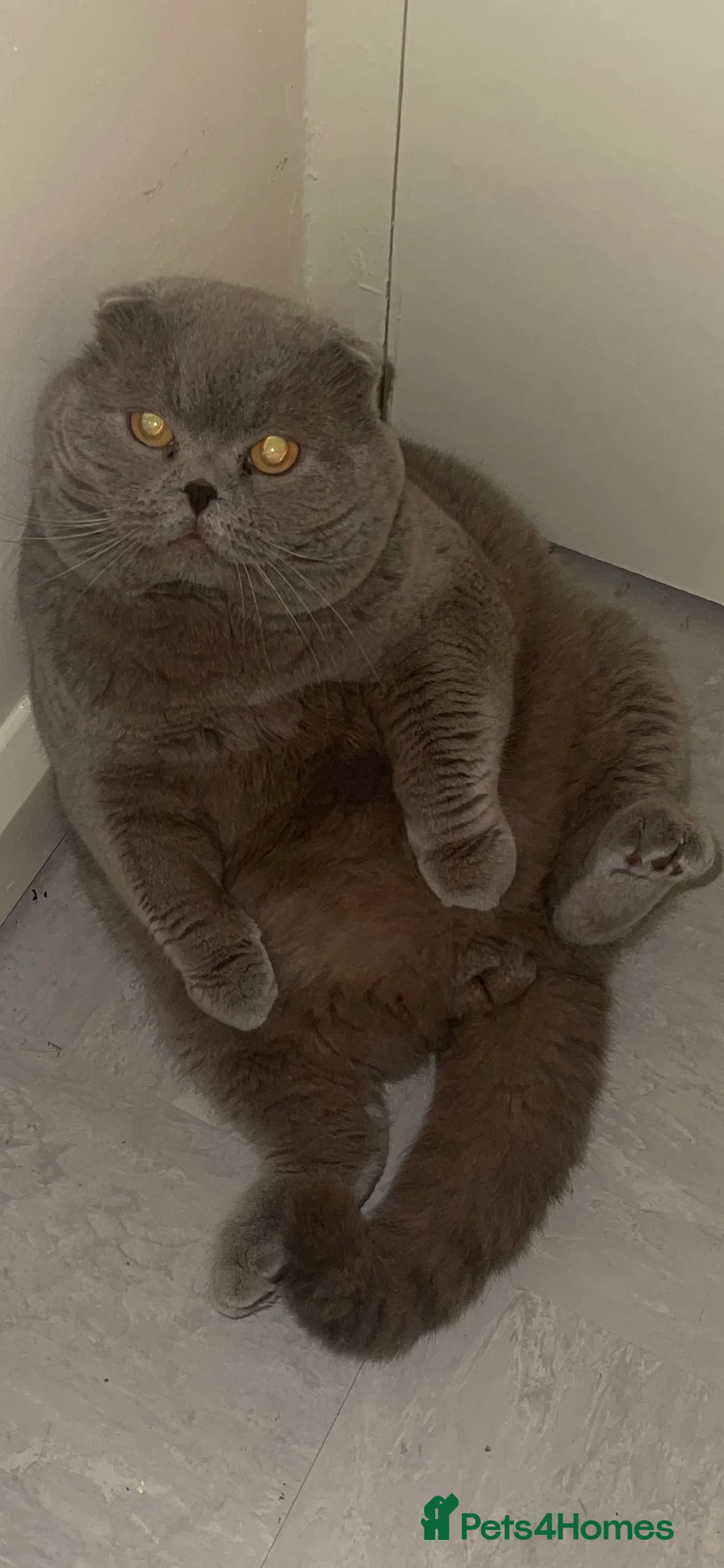 Scottish Fold cats for stud: GRAND CHAMPION TICA in London - Advert 7