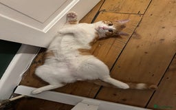 Mixed Breed cats for sale: Big kitten needs new home - Image 11