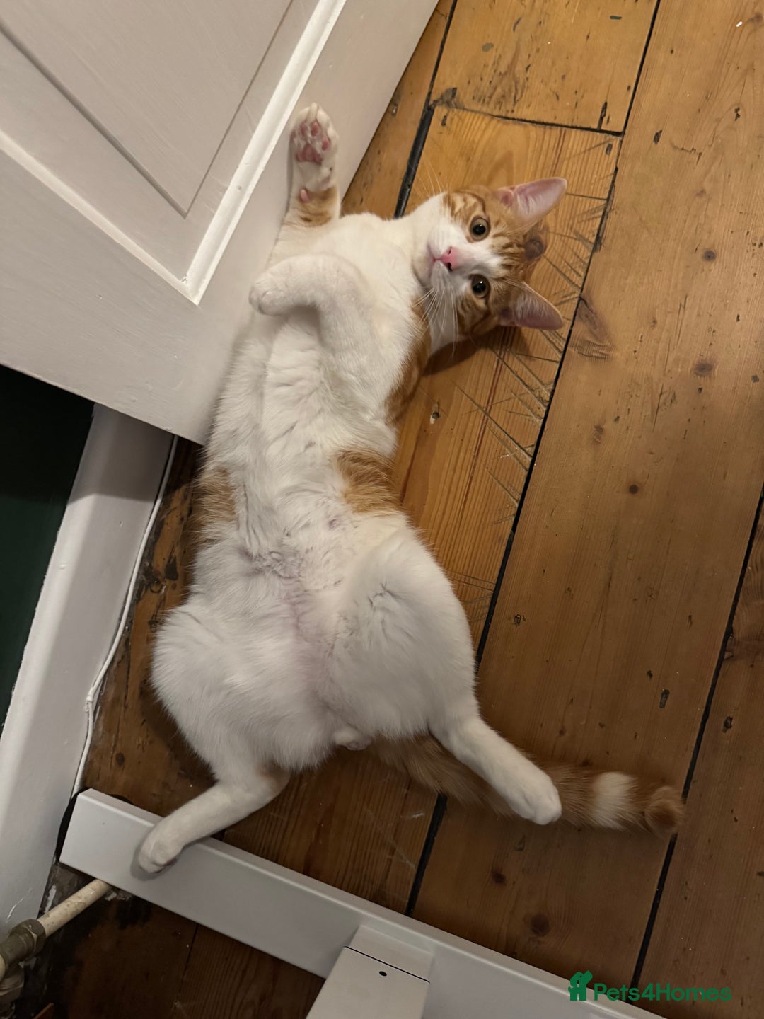 Mixed Breed cats for sale: Big kitten needs new home - Image 11