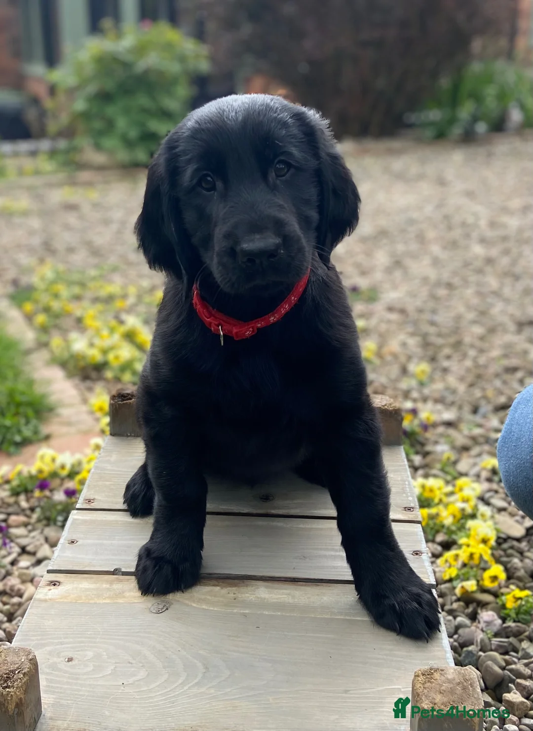 Flat coated Retriever dogs for sale: Flat coated retriever  - Advert 2