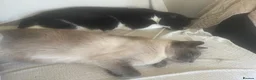 Mixed Breed cats for sale: 2 boys for rehoming  - Advert 2
