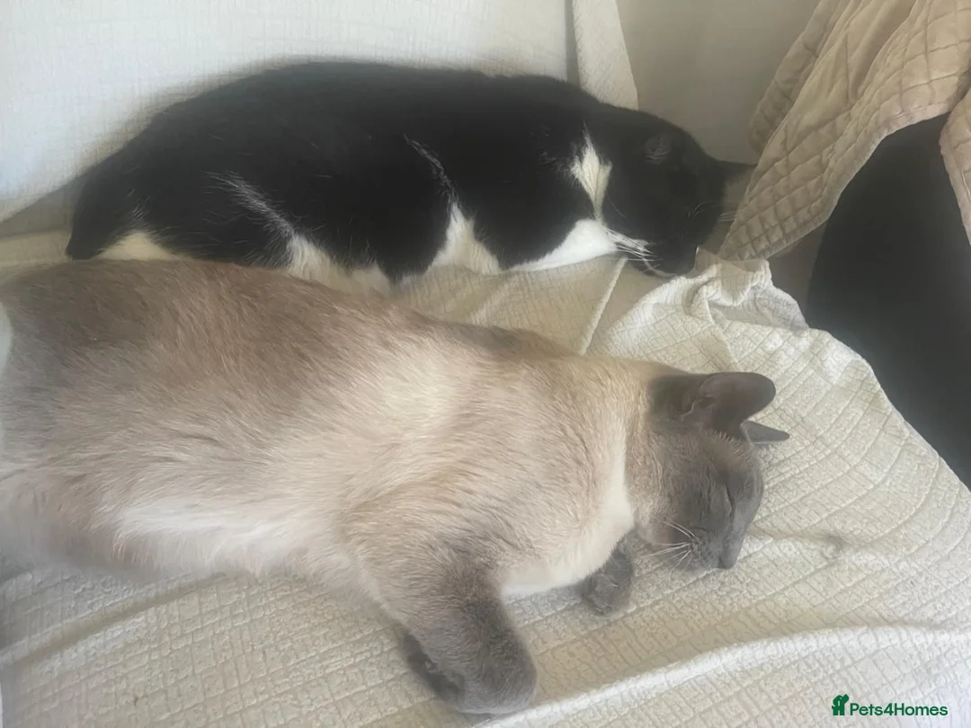 Mixed Breed cats for sale: 2 boys for rehoming  - Advert 2