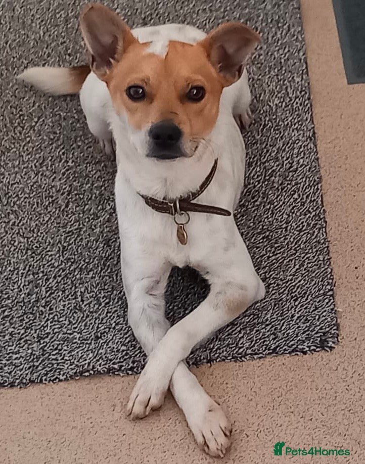 Mixed Breed dogs Jeff is waiting for his forever  - Advert 14