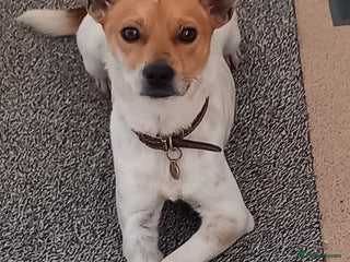 Mixed Breed dogs Jeff is waiting for his forever - Advert 14