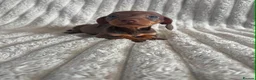 Miniature Dachshund dogs for sale: KC MINIATURE DACHSHUND PUPPIES  - Advert 19