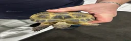 Tortoise reptiles for sale: Three tortoises  - Advert 4