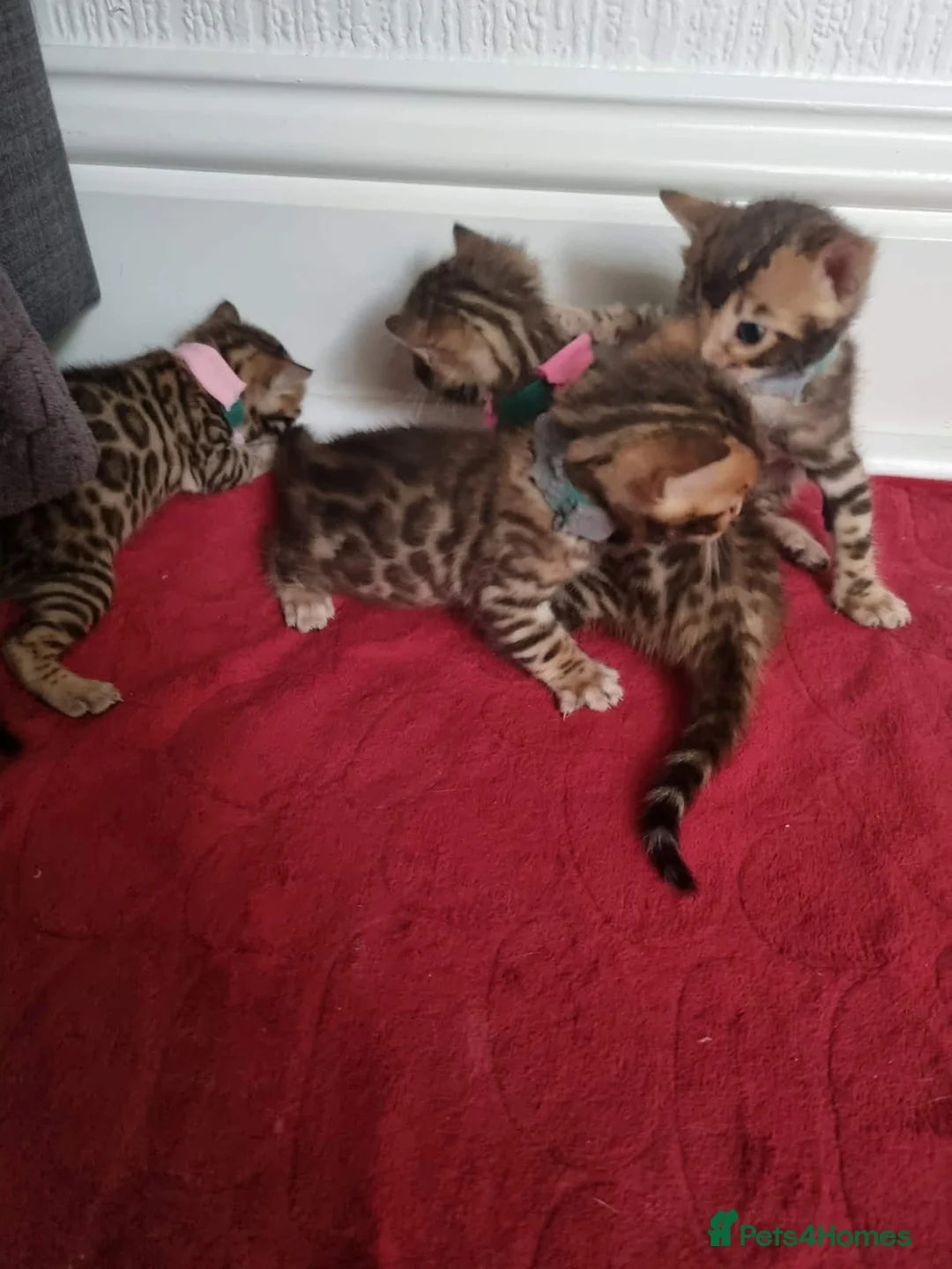 Bengal cats for sale: Bengal Kitten in Weston-super-Mare - Advert 2