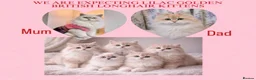 British Longhair cats for sale: Lilac golden British longhair blue golden pedigree - Advert 1