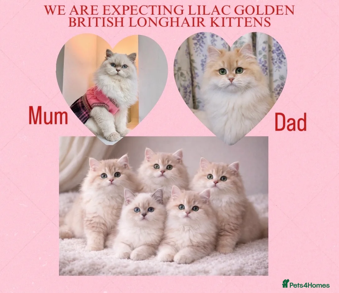 British Longhair cats for sale: Lilac golden British longhair blue golden pedigree - Advert 1