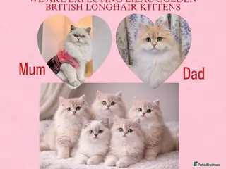 British Longhair cats Lilac golden British longhair blue golden pedigree - Advert 2