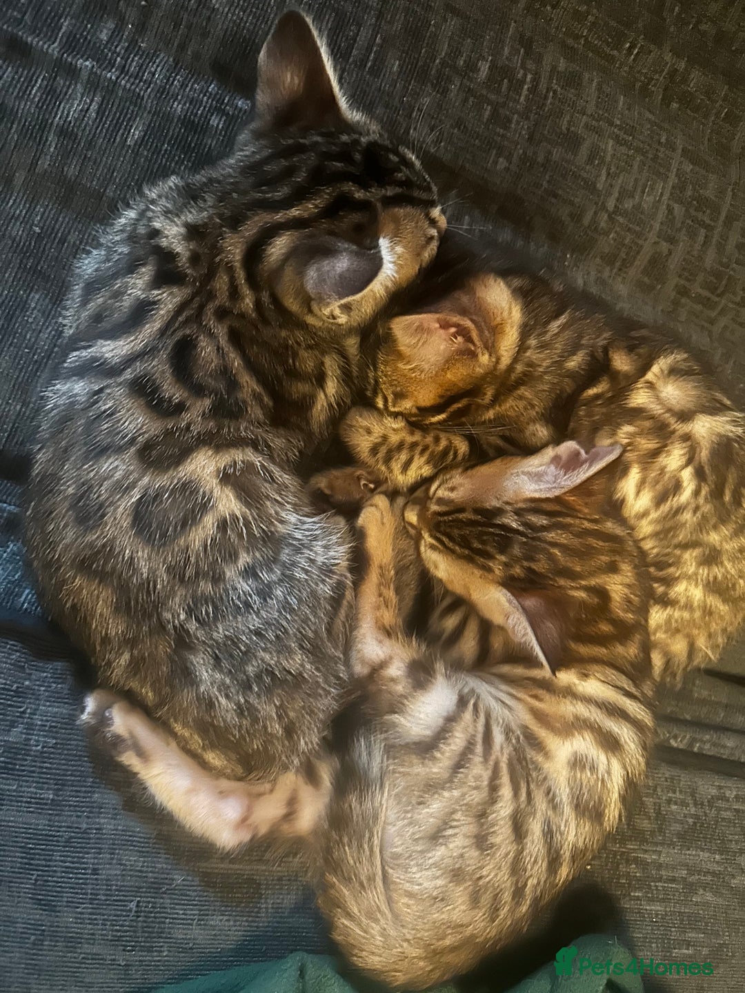 Bengal cats for sale: Lovely Bengal Kittens Looking for Loving Homes! 🐾 - Image 7