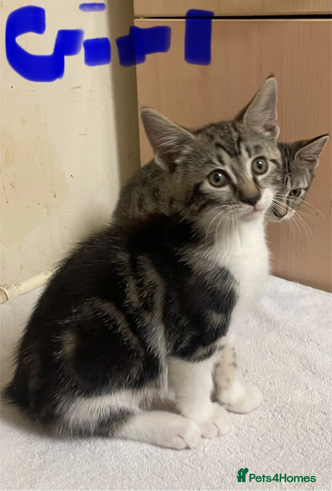 Mixed Breed cats for sale: Tabby kittens  - Advert 1