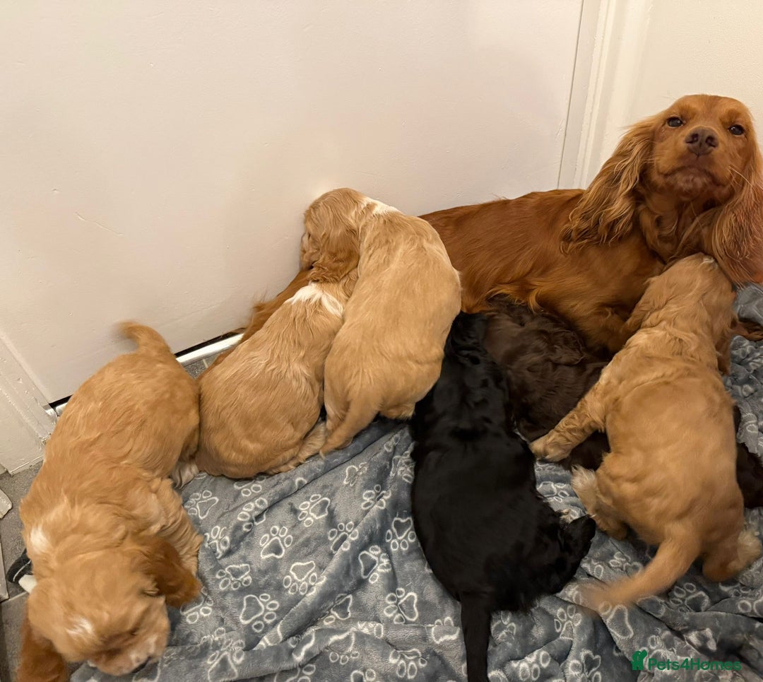 Cocker Spaniel dogs for sale: Kc registered show type cocker spaniels  - Advert 7