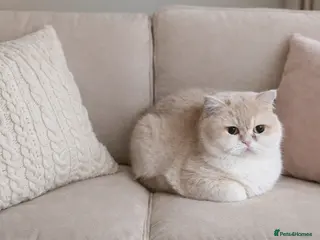 British Shorthair cats TICA ACTIVE Blue golden British shorthair - Advert 3