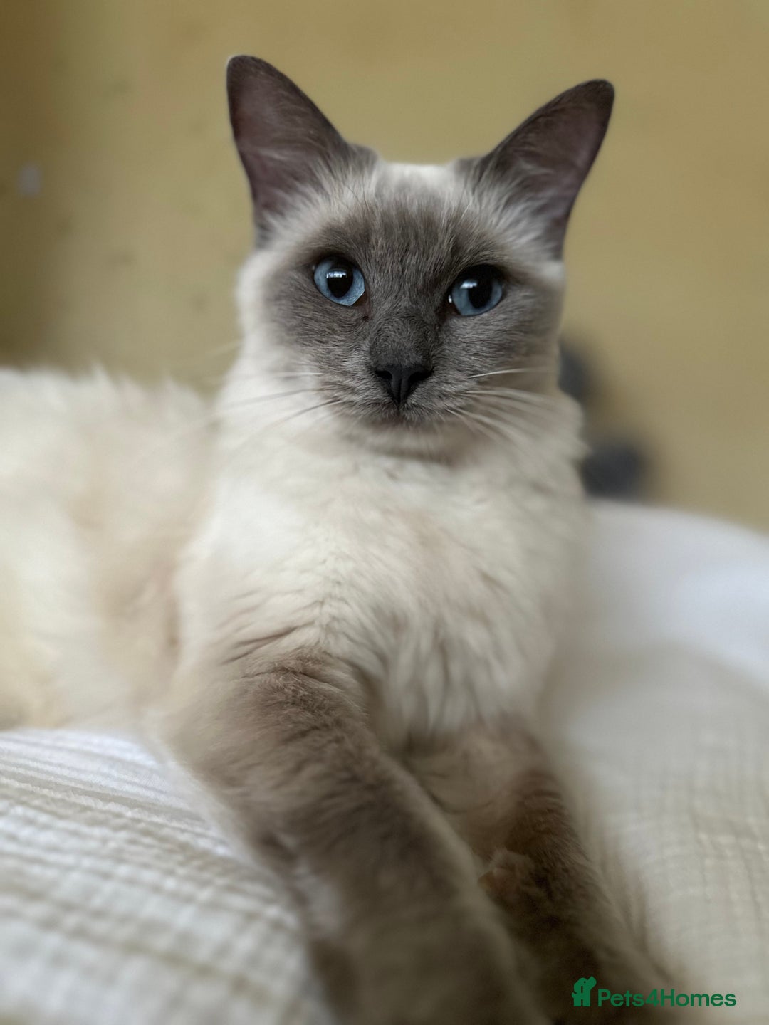 Ragdoll cats for sale: Dolly the Ragdoll - Advert 3