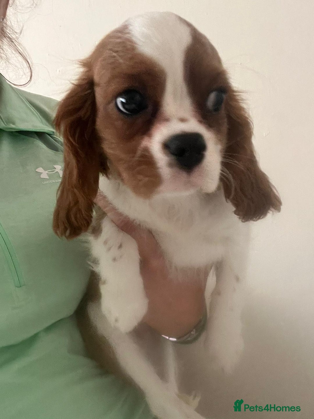 Cavalier King Charles Spaniel dogs for sale: King Charles cavalier ready to leave  - Advert 2