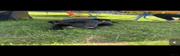 Staffordshire Bull Terrier dogs for sale: Mango  - Advert 2