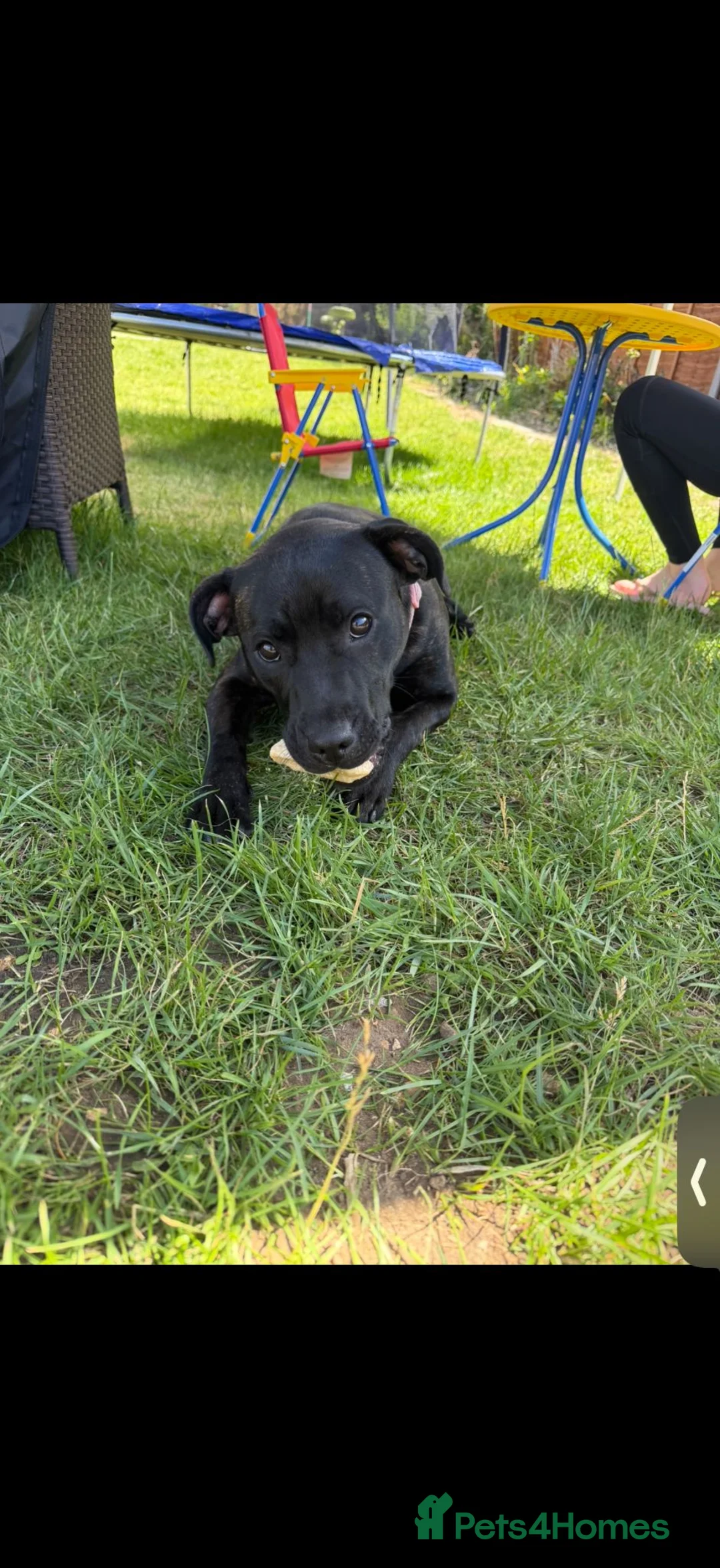 Staffordshire Bull Terrier dogs for sale: Mango  - Advert 2