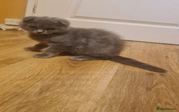 Scottish Fold cats for sale: Scotish kittens  - Image 16