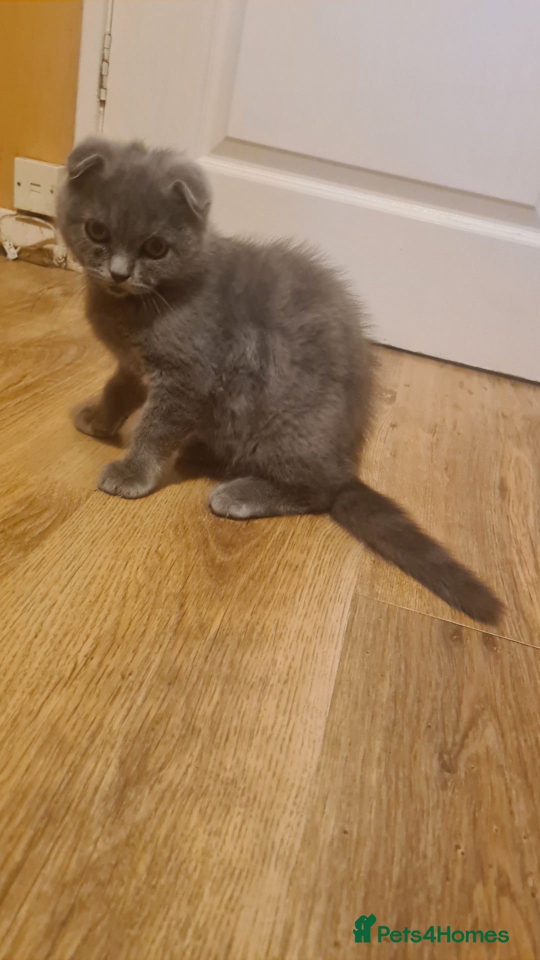 Scottish Fold cats for sale: Scotish kittens  - Image 16