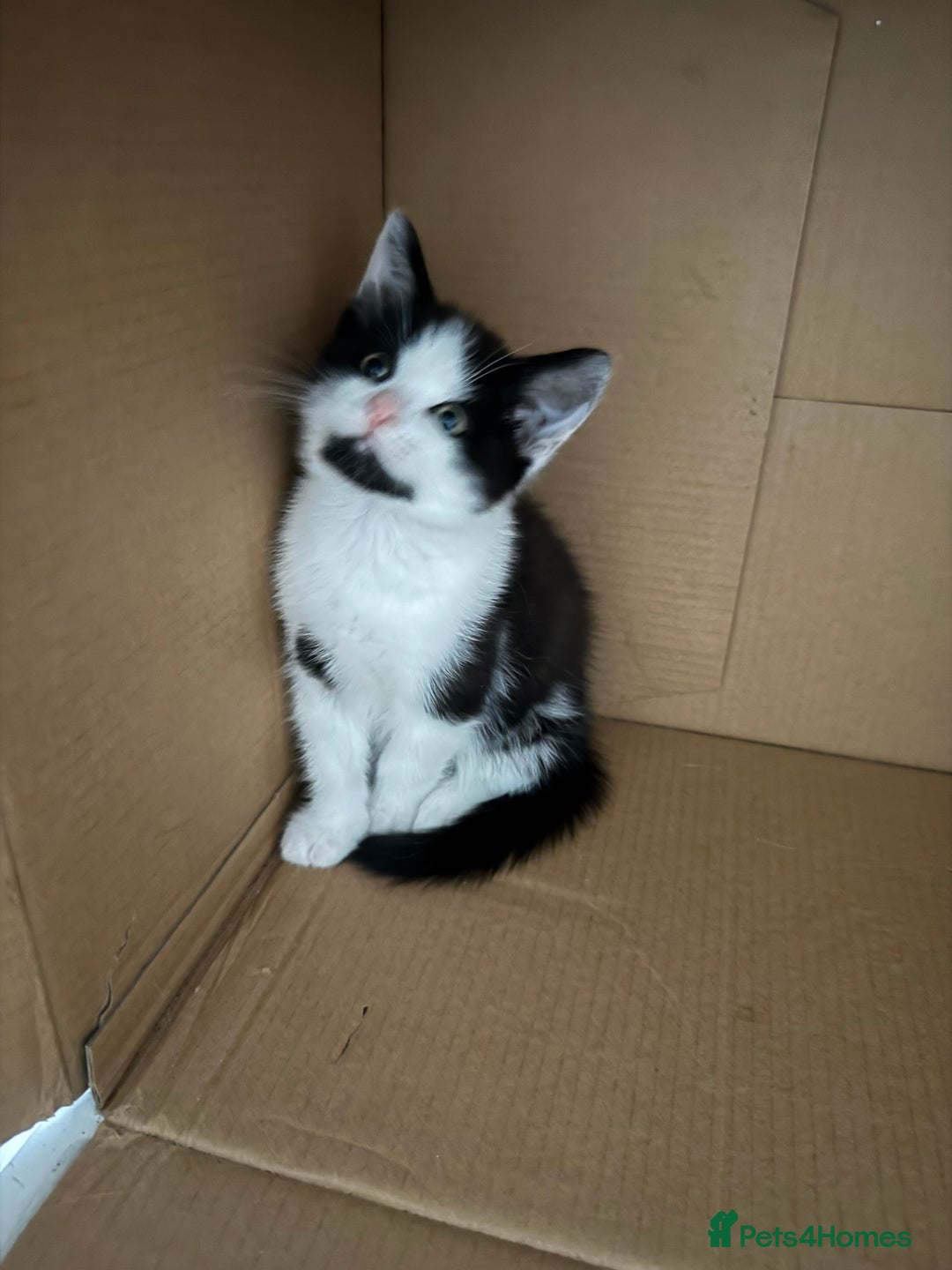 Mixed Breed cats for sale: Adorable Fluffy Kittens Looking for a Loving Home - Image 4