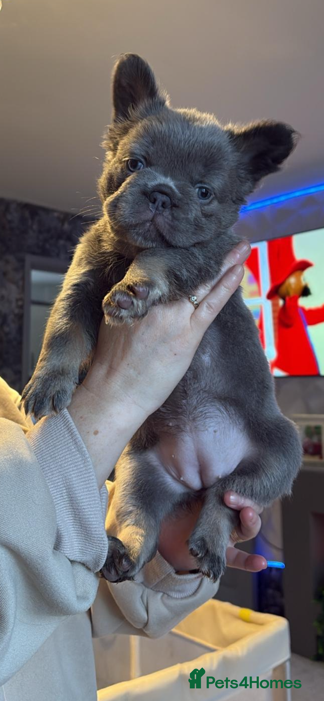 French Bulldog dogs for stud: NEWSHADE ISABELLA FLUFFY STUD - Image 10