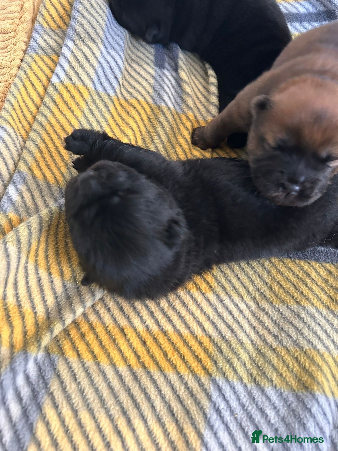 Chow Chow dogs for sale: Amazing chow chow puppies for sale  - Image 5