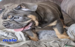 English Bulldog dogs for sale: Blue tri coloured bulldog puppys - Image 6