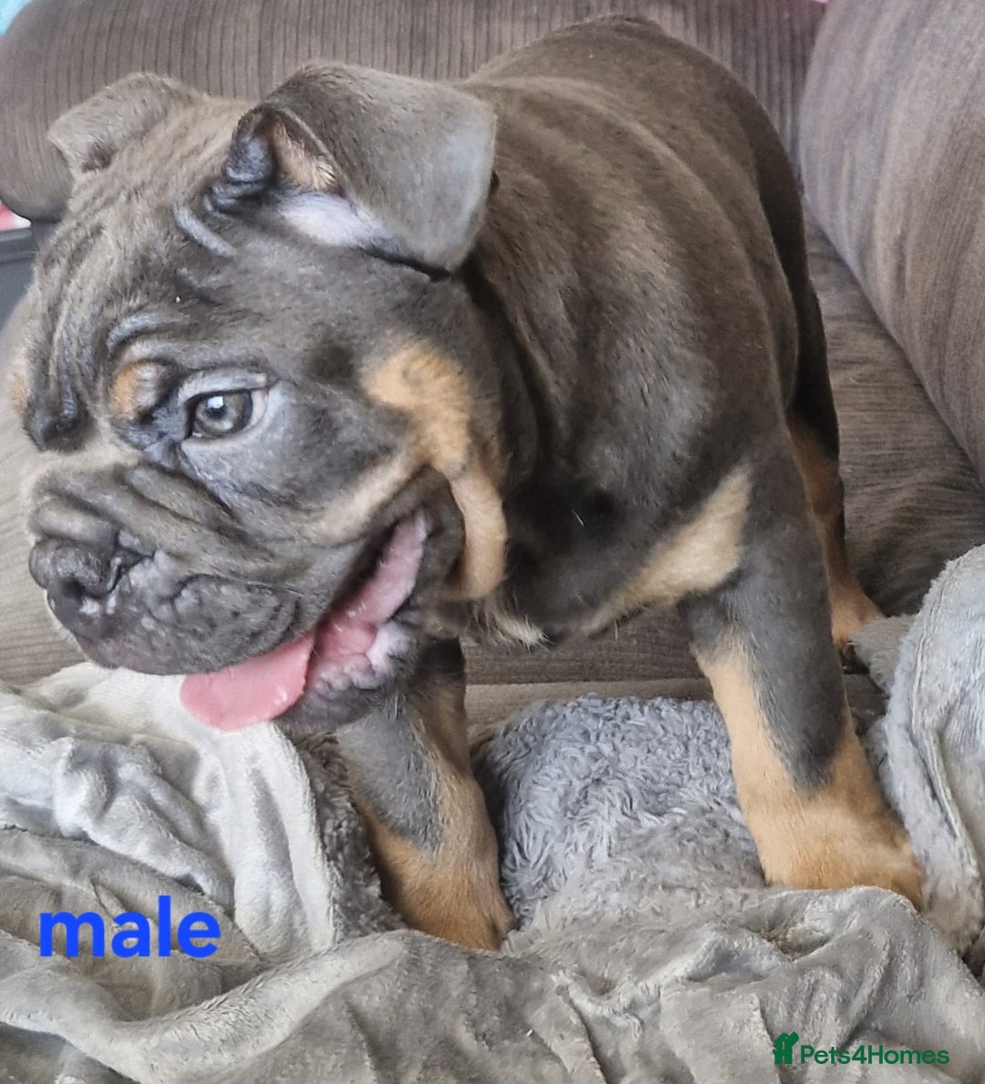 English Bulldog dogs for sale: Blue tri coloured bulldog puppys - Image 6