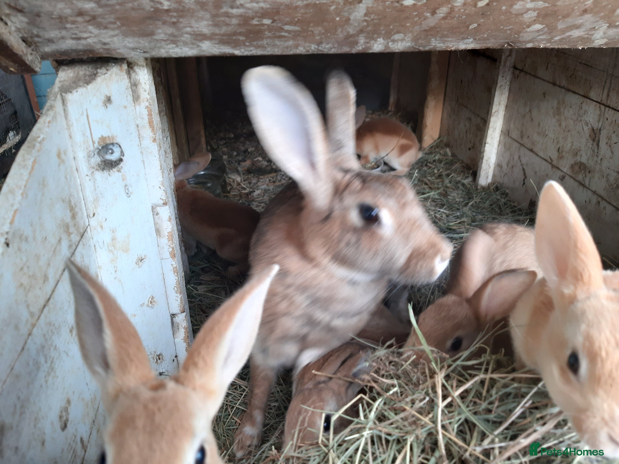 Mixed Breed rabbits for sale: Mixed rex and English tame and friendly rabbits - Advert 5