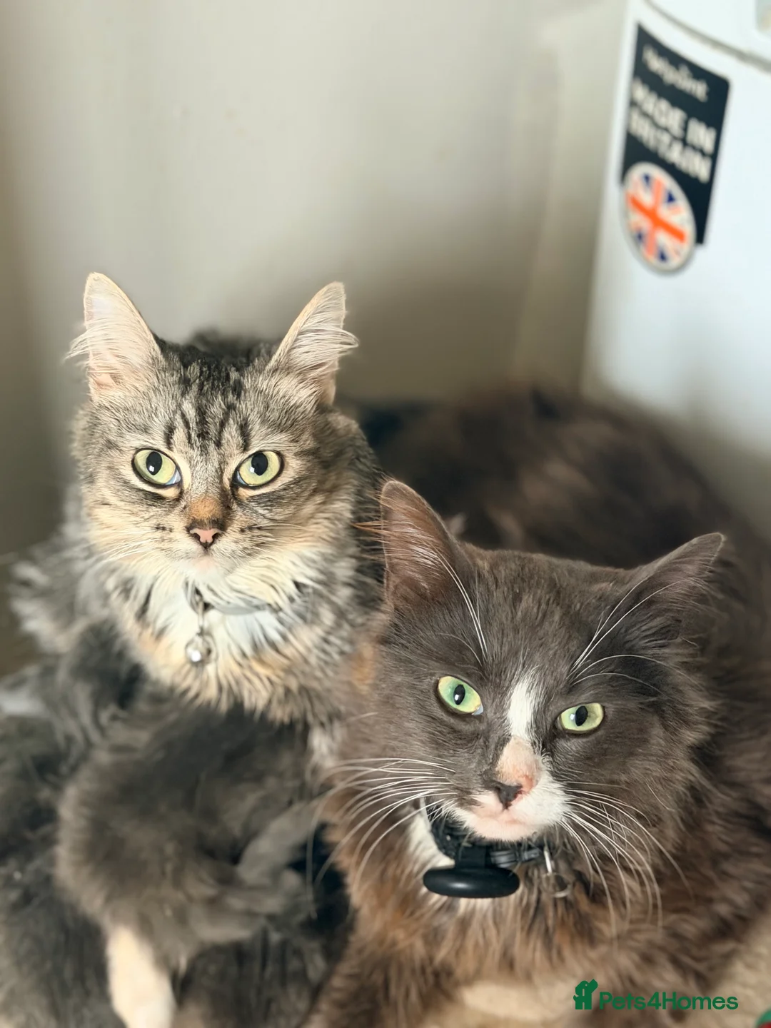 Mixed Breed cats for sale: Grey and white longhaired ragdoll x kitten  - Advert 1