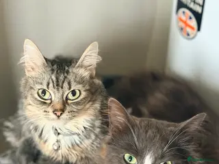 Mixed Breed cats Grey and white longhaired ragdoll x kitten - Advert 1