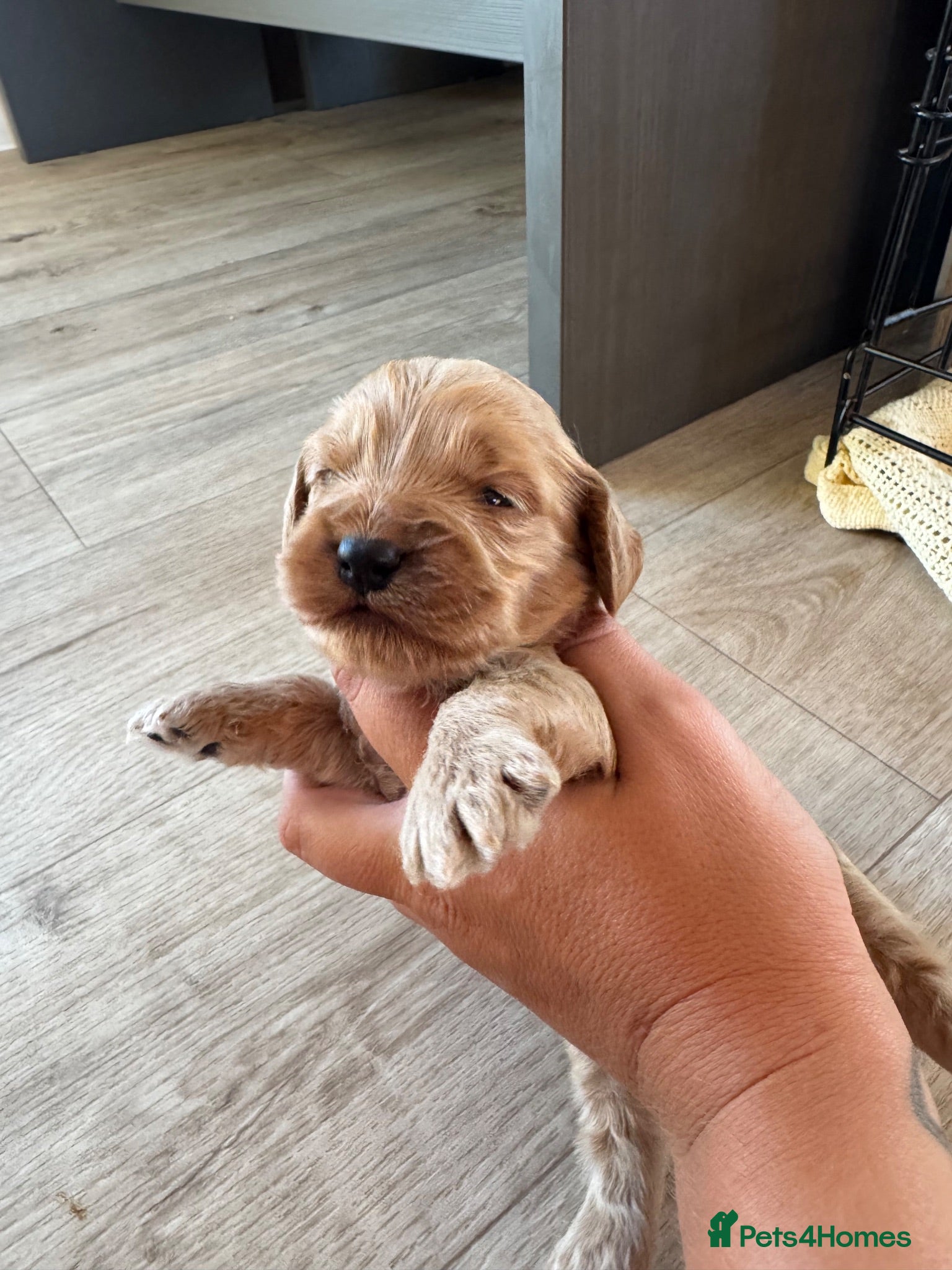 Cockapoo dogs DNA Tested F1 Miniature Cockapoo Puppies  - Advert 5