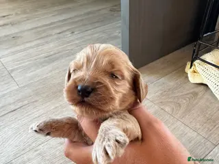 Cockapoo dogs DNA Tested F1 Miniature Cockapoo Puppies - Advert 5