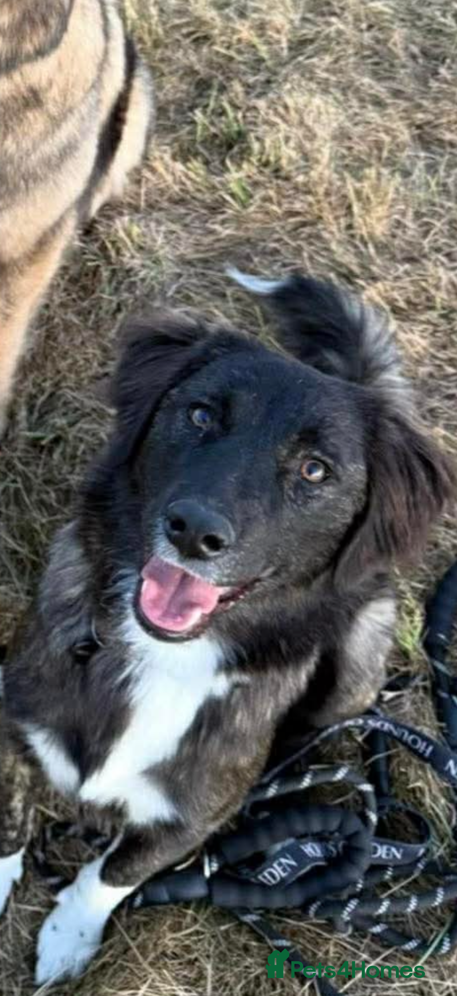 Mixed Breed dogs Rogue is a 17 month Macedonian rescue  - Advert 1