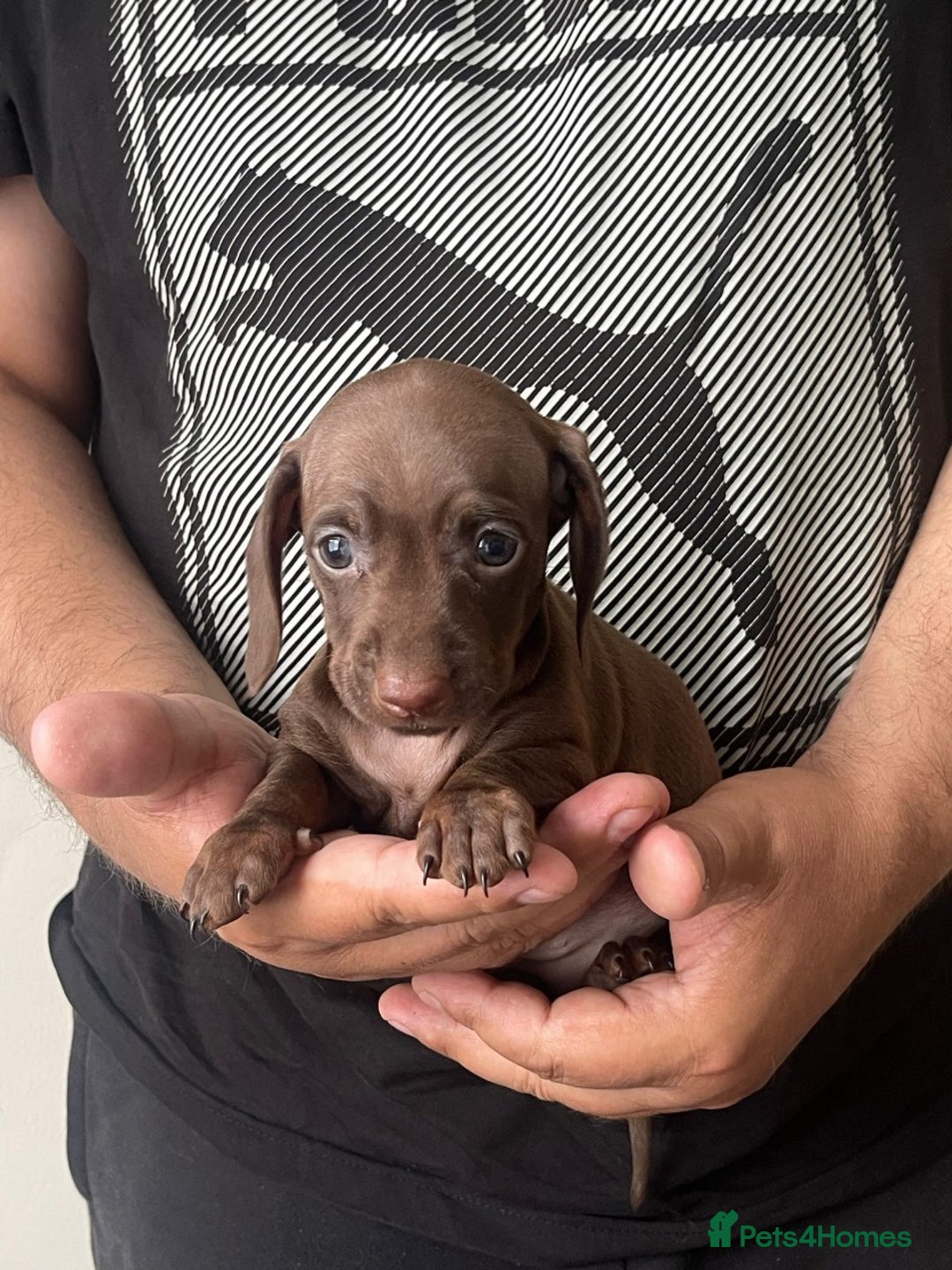 Miniature Dachshund dogs for sale: Adorable Miniature Dachshund Puppies - Ready - Image 3