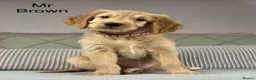 Goldendoodle dogs for sale: BEAUTIFUL HEALTHY LOVING PUPPIES  - Advert 31