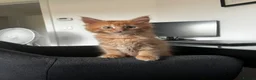 Maine Coon cats for sale: Beautiful Maine Coon Boy - Advert 8