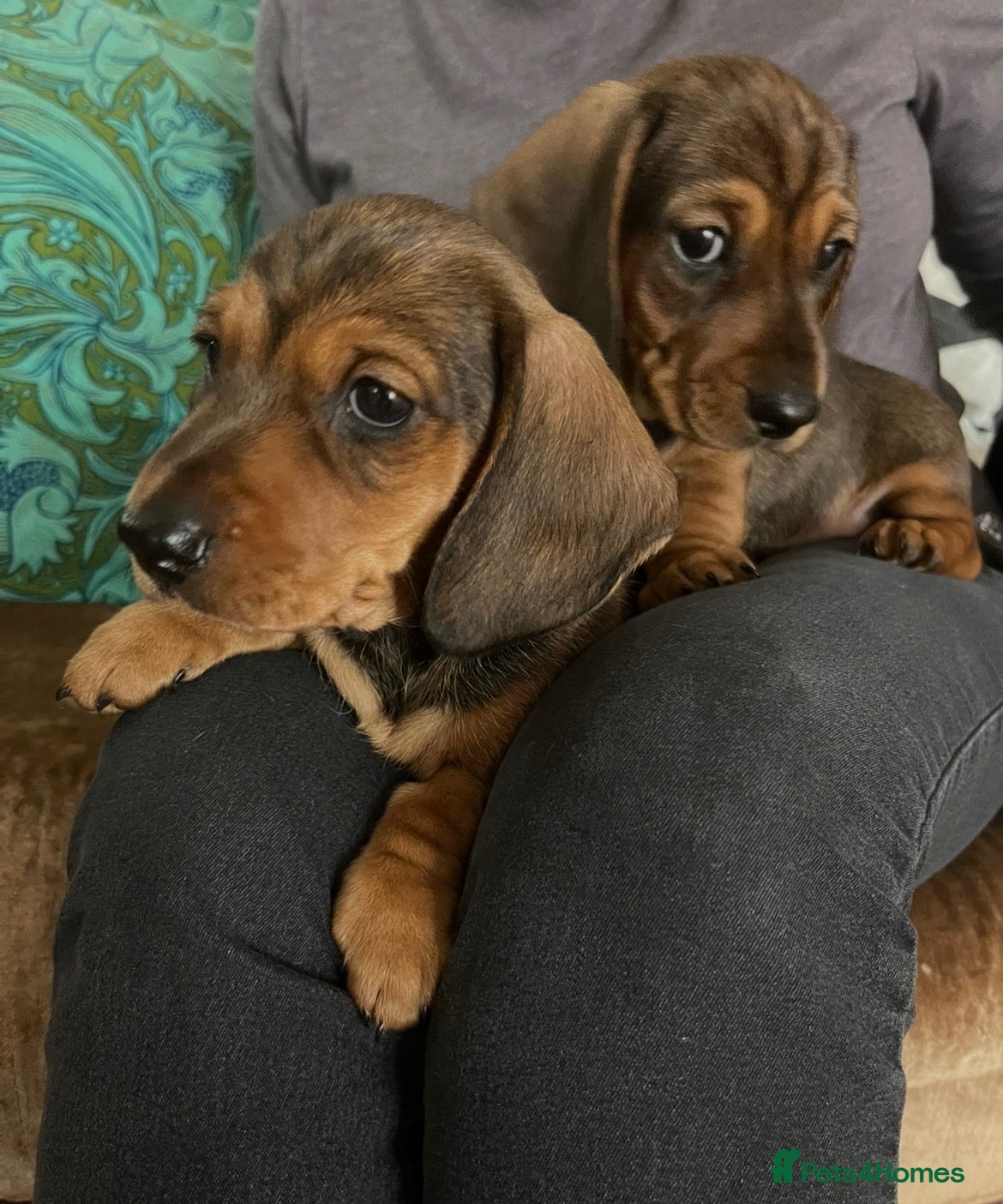 Miniature Dachshund dogs Our KC, PRA clear Mini dachshund  are for sale. - Advert 3