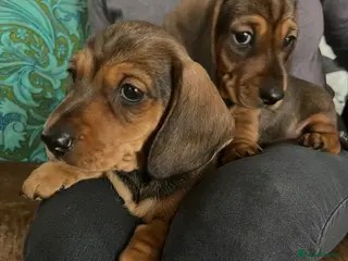 Miniature Dachshund dogs Our KC, PRA clear Mini dachshund are for sale. - Advert 3