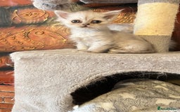 Persian cats for sale: Persian kitten ready to go - Image 22