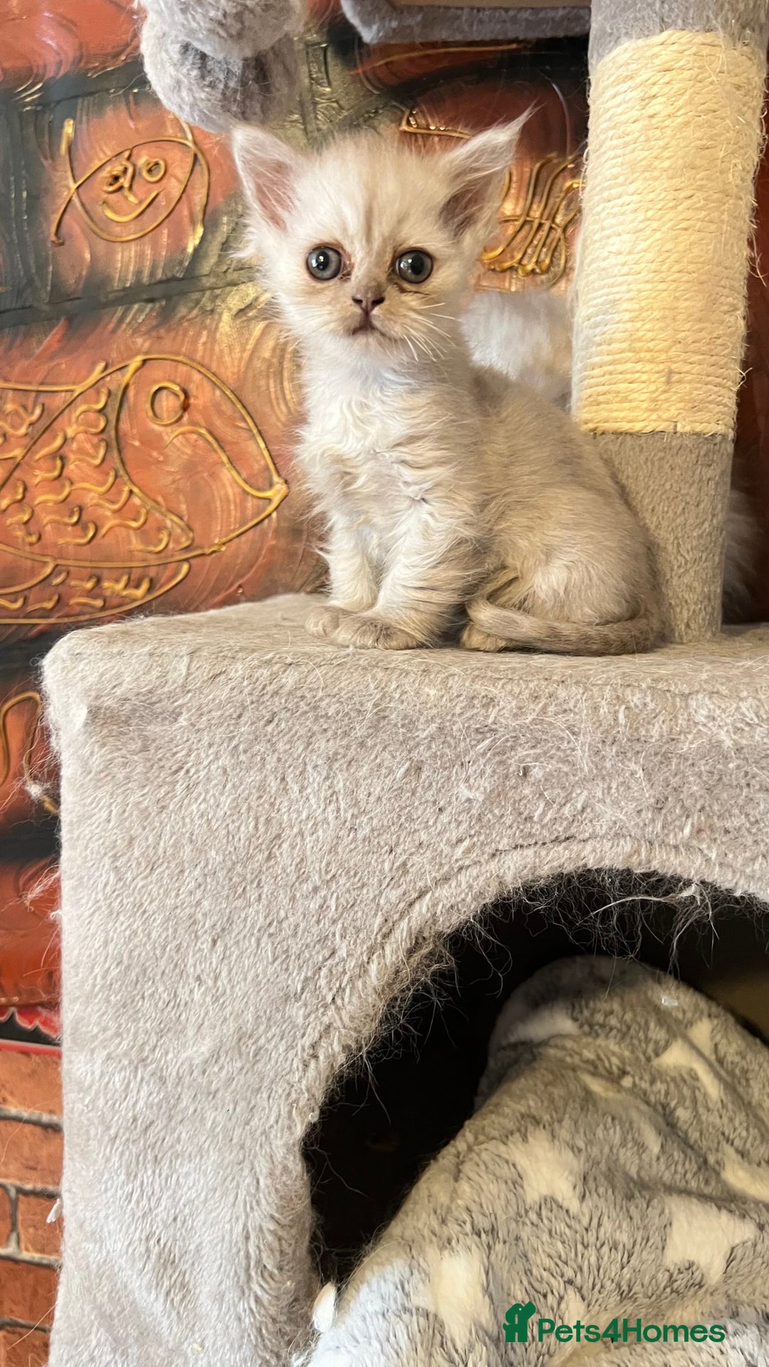 Persian cats for sale: Persian kitten ready to go - Image 22