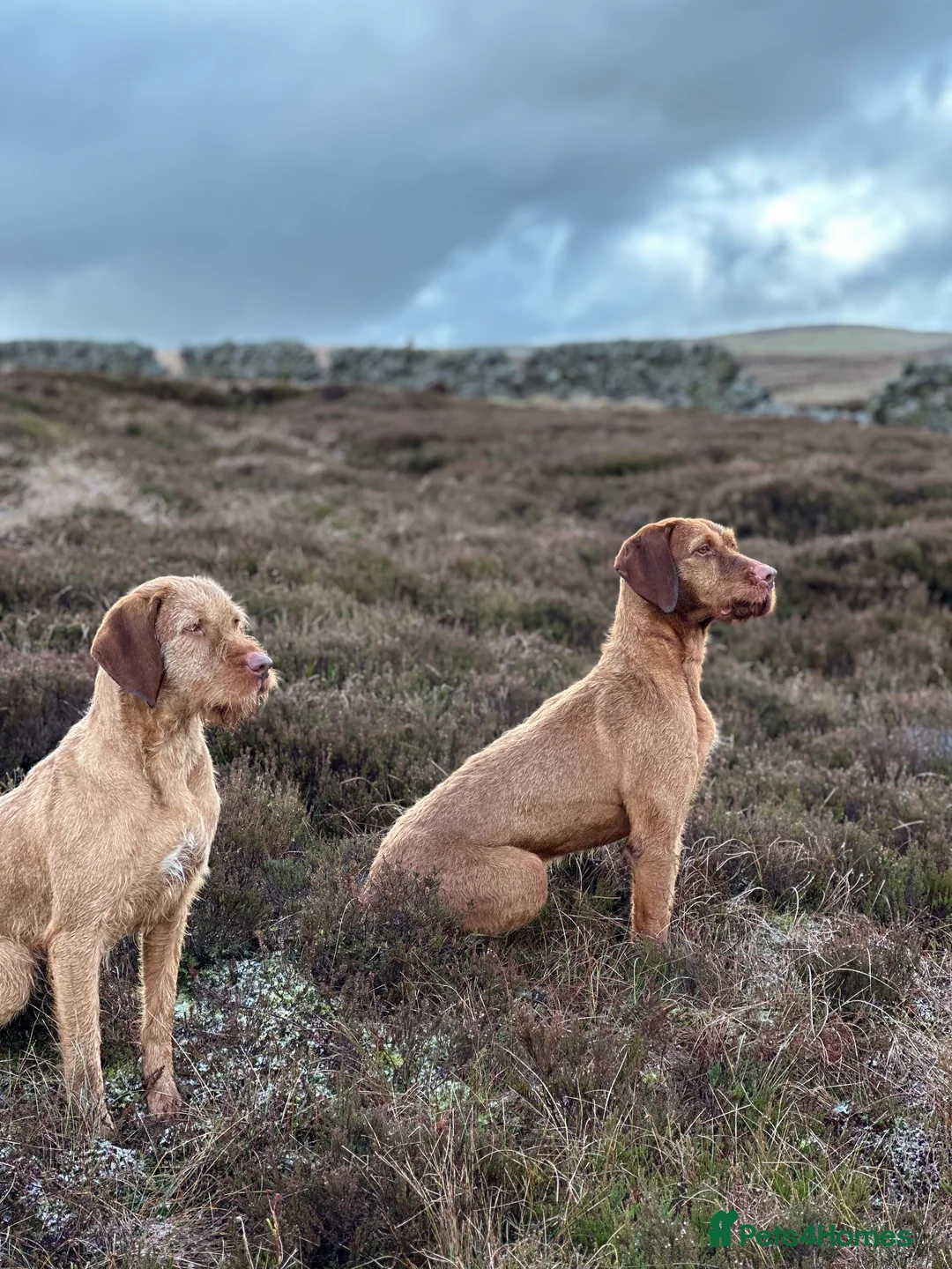 Hungarian Vizsla dogs for stud: At stud Coudy - Advert 4