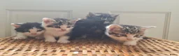 Mixed Breed cats for sale: 5 kittens for sale  - Advert 14