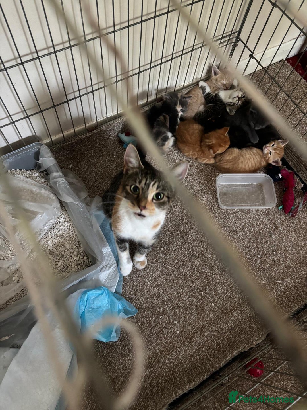 Mixed Breed cats for sale: Beautiful kittens  - Image 9
