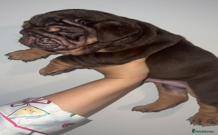 English Bulldog dogs - Advert 2
