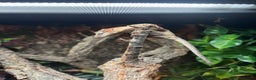 Gecko reptiles for sale: Rare High Red Gargoyle Gecko +  Full set up - Advert 1