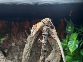 Gecko reptiles Rare High Red Gargoyle Gecko + Full set up - Advert 3